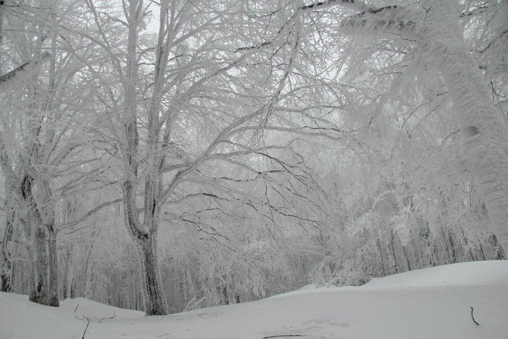 Alberi d''inverno... un invito